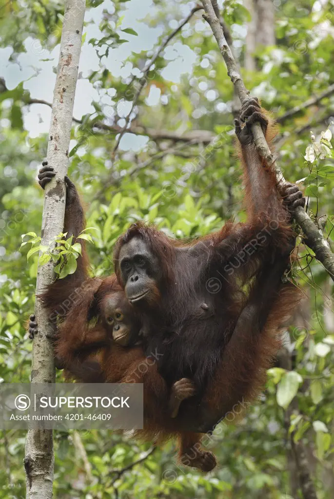 Orangutan (Pongo pygmaeus) female with baby, Camp Leaky, Tanjung Puting National Park, Indonesia