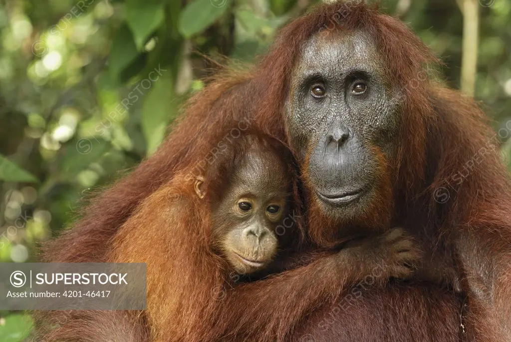 Orangutan (Pongo pygmaeus) female and baby, Camp Leaky, Tanjung Puting National Park, Indonesia