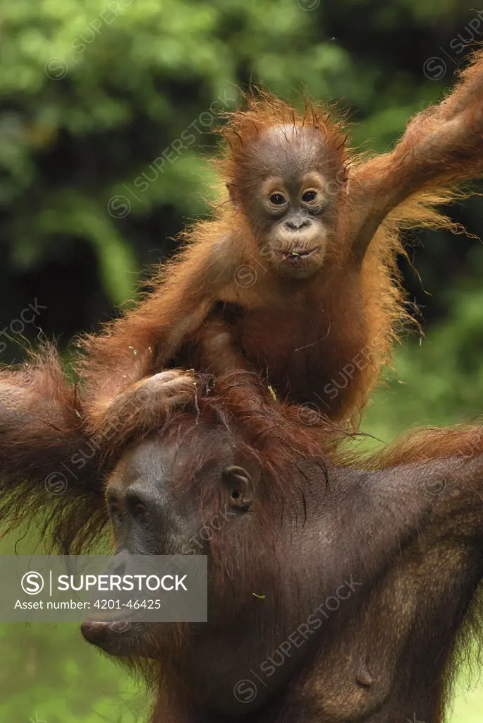 Orangutan (Pongo pygmaeus) female with baby climbing on back, Camp Leaky, Tanjung Puting National Park, Indonesia