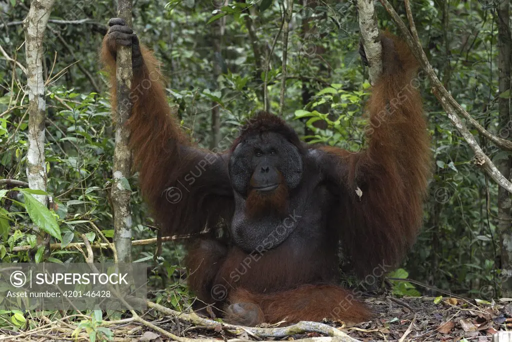 Orangutan (Pongo pygmaeus) male sitting on rainforest floor, Camp Leaky, Tanjung Puting National Park, Indonesia