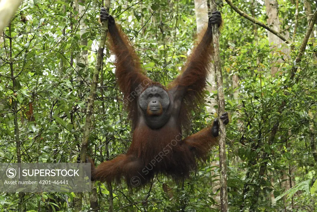 Orangutan (Pongo pygmaeus) male climbing in rainforest, Camp Leaky, Tanjung Puting National Park, Indonesia