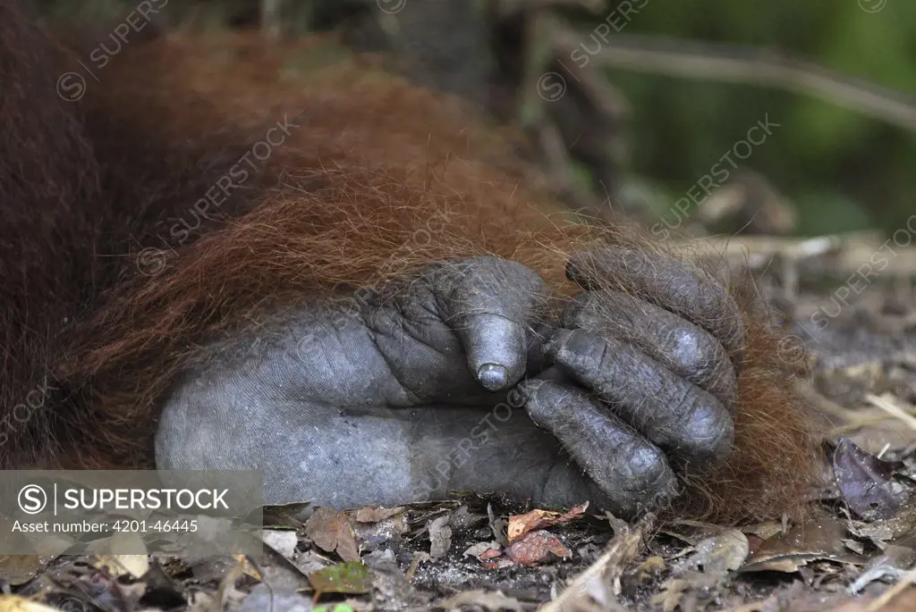 Orangutan (Pongo pygmaeus) foot, Camp Leaky, Tanjung Puting National Park, Indonesia