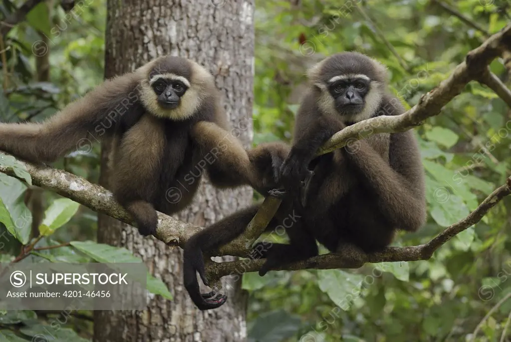 Agile Gibbon (Hylobates agilis) pair, Camp Leaky, Tanjung Puting National Park, Indonesia