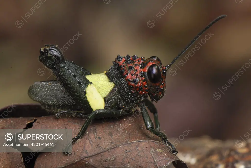 Grasshopper (Systella dusmeti) showing warning coloration, Camp Leaky, Tanjung Puting National Park, Indonesia