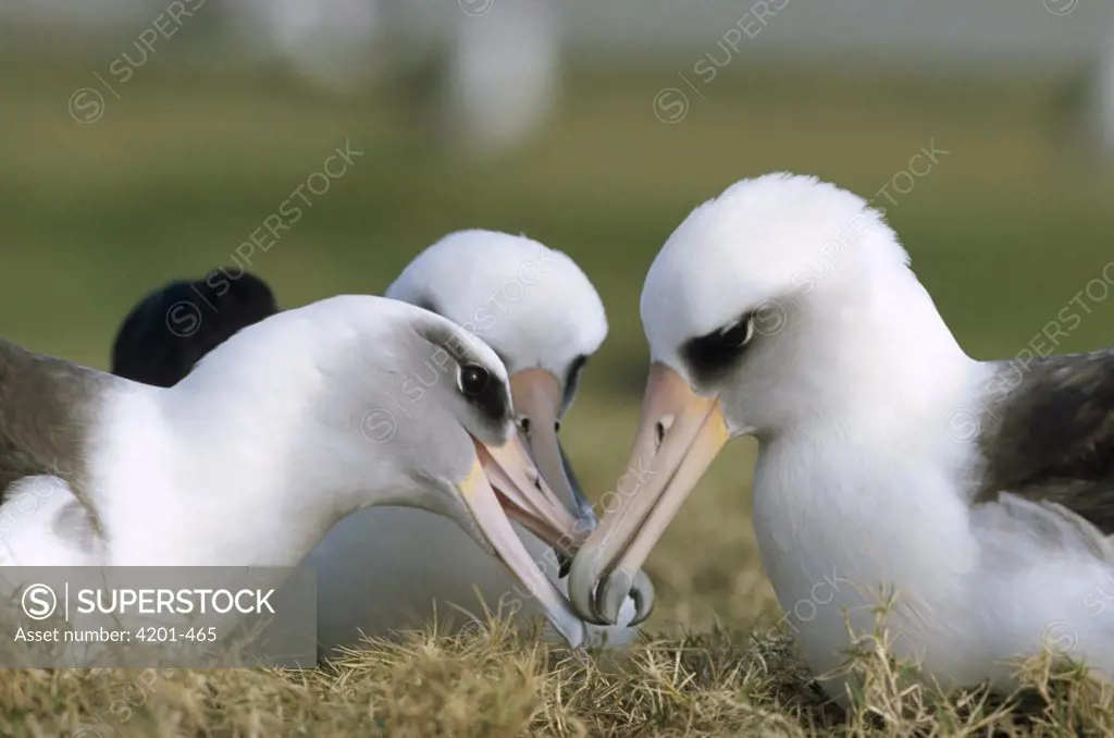 Laysan Albatross (Phoebastria immutabilis) gamming group, Midway Atoll, Hawaii