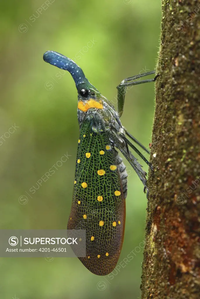 Fulgorid Planthopper (Fulgoridae), Danum Valley Conservation Area, Borneo, Malaysia