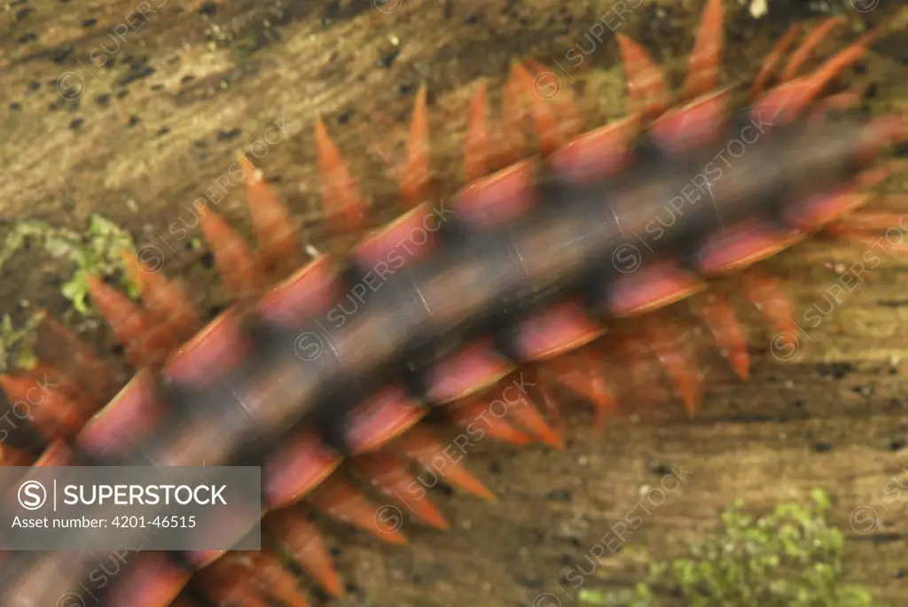 Millipede (Platyrhachus sp) detail showing warning coloration, Danum Valley Conservation Area, Borneo, Malaysia
