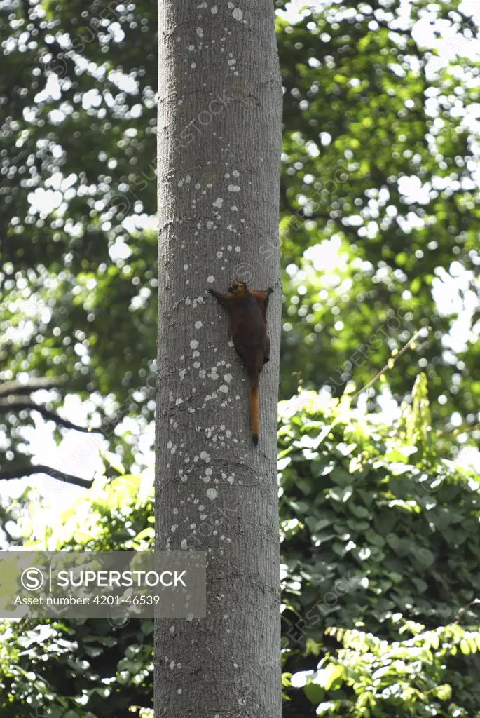 Red Giant Flying Squirrel (Petaurista petaurista) on tree trunk, Sabah, Borneo, Malaysia
