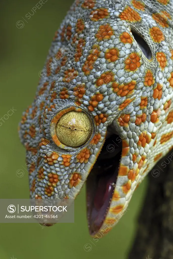 Tokay Gecko (Gekko gecko), in defensive posture, Thailand