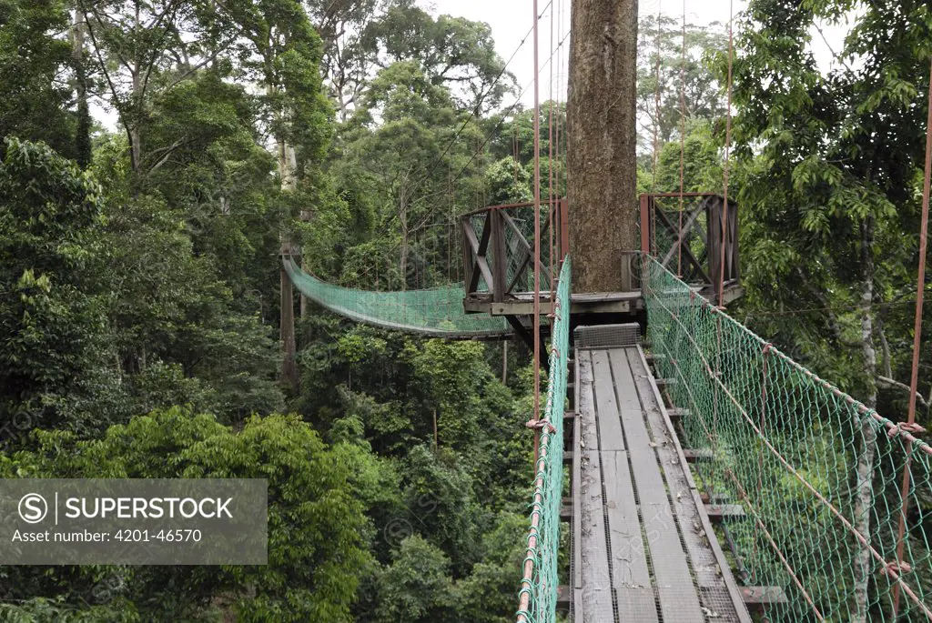 Suspension bridge in rainforest, Danum Valley Conservation Area, Borneo, Malaysia