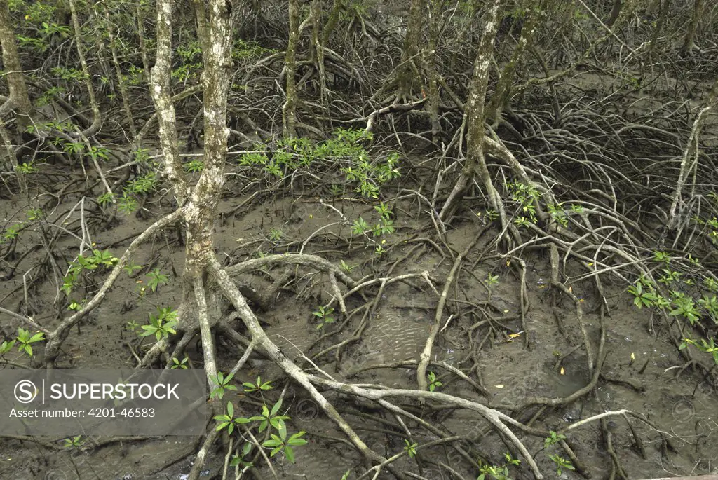 Mangrove forest at low tide showing aerial roots, Sabah, Borneo, Malaysia