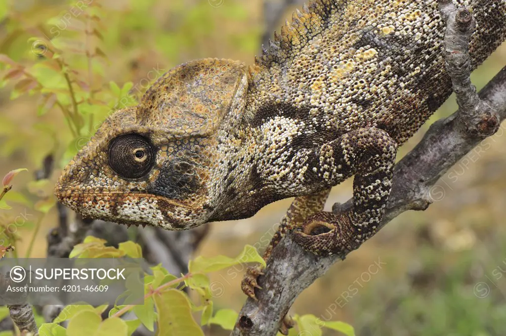 Oustalet's Chameleon (Furcifer oustaleti) male, Montagne des Francais Reserve, Antsiranana, northern Madagascar