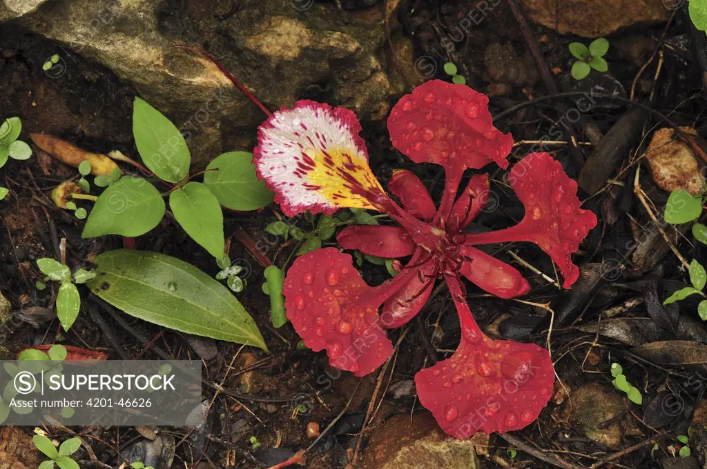 Royal Poinciana (Delonix regia) flower on forest floor, Montagne des Francais Reserve, Antsiranana, northern Madagascar