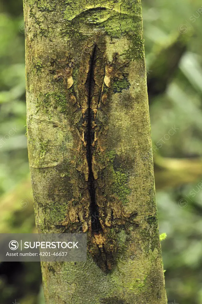 Leaf-tailed Gecko (Uroplatus sikorae) camouflaged on tree trunk, Montagne D'Ambre National Park, Madagascar
