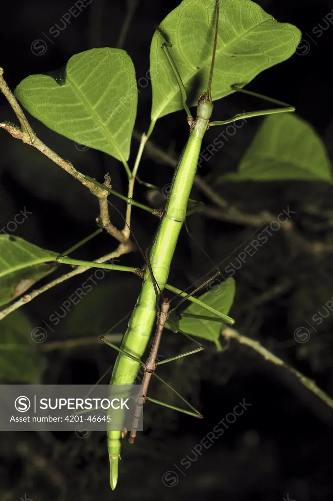 Stick Insect pair mating, Montagne D'Ambre National Park, Antsiranana, northern Madagascar