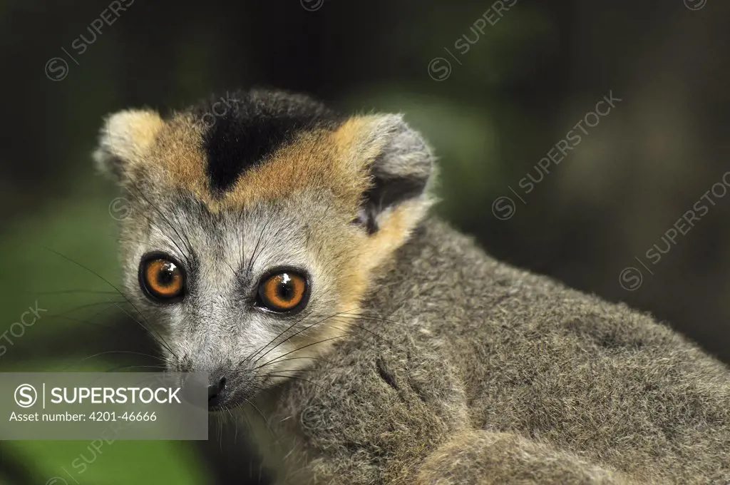 Crowned Lemur (Eulemur coronatus) male, Ankarana Special Reserve, Madagascar