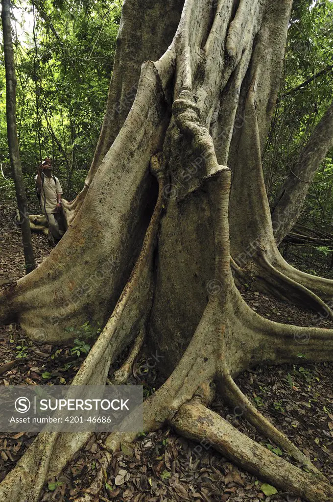 Giant Strangler Fig (Ficus aurea) buttress roots, Ankarana Special Reserve, northern Madagascar