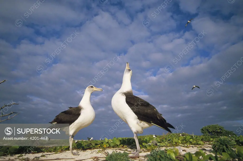 Laysan Albatross (Phoebastria immutabilis) courtship dance, Midway Atoll, Hawaiian Leeward Islands, Hawaii