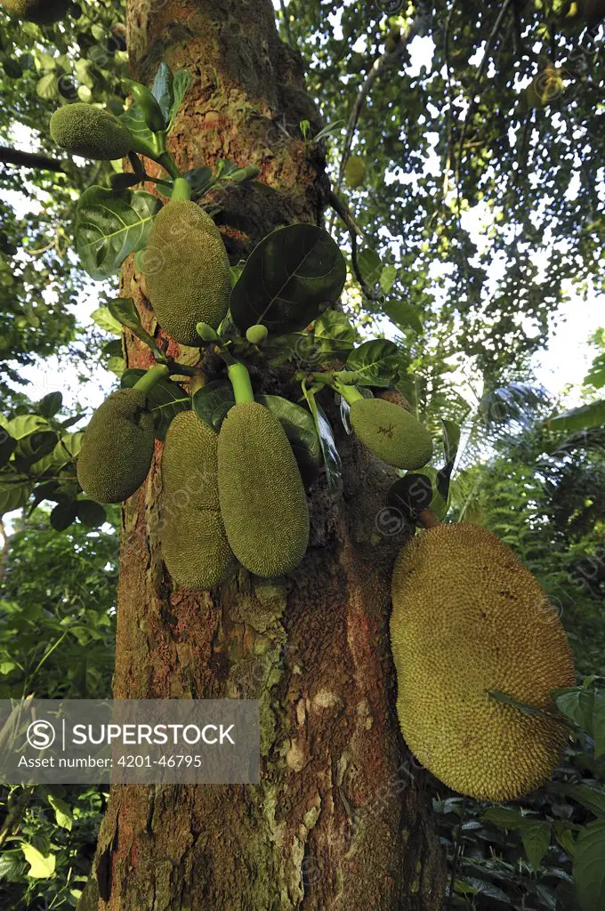 Jackfruit Plant (Artocarpus heterophyllus) with fruit, Mananara, eastern Madagascar