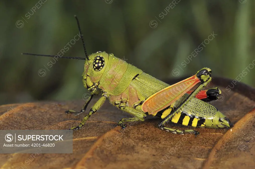 Grasshopper (Acrididae), Masoala National Park, Madagascar