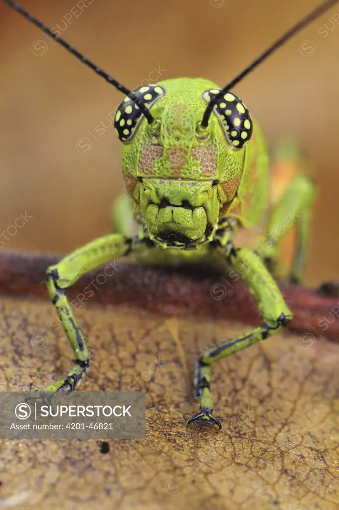 Grasshopper (Acrididae), Masoala National Park, Madagascar