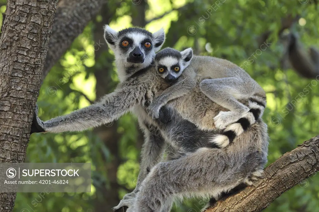 Ring-tailed Lemur (Lemur catta) female and baby, Berenty Private Reserve, Madagascar