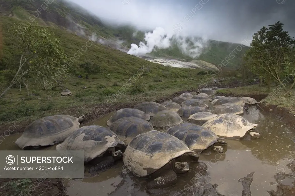 Volcan Alcedo Giant Tortoise (Geochelone nigra vandenburghi) group in wallow, Alcedo Volcano crater floor, Isabella Island, Galapagos Islands, Ecuador