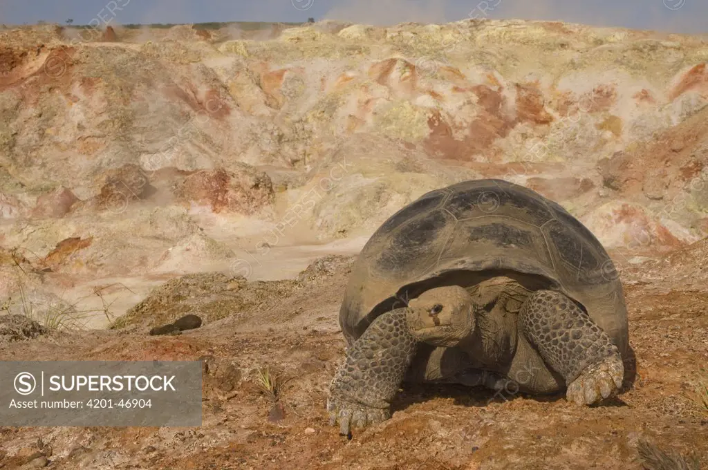 Volcan Alcedo Giant Tortoise (Geochelone nigra vandenburghi) and fumaroles, Alcedo Volcano crater floor, Isabella Island, Galapagos Islands, Ecuador