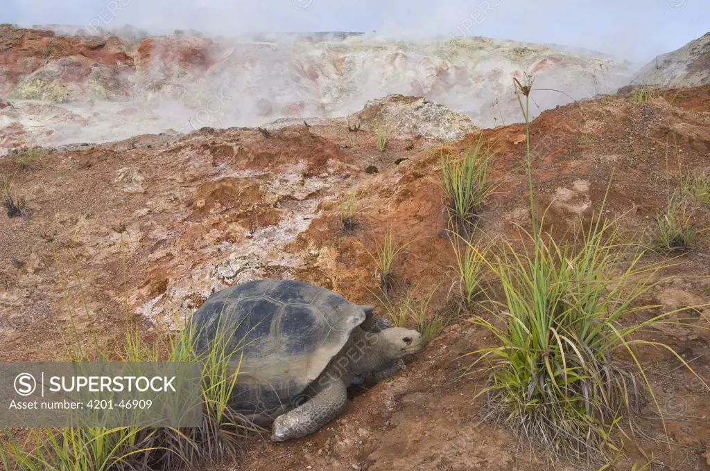 Volcan Alcedo Giant Tortoise (Geochelone nigra vandenburghi) and steaming fumaroles, Alcedo Volcano crater floor, Isabella Island, Galapagos Islands, Ecuador