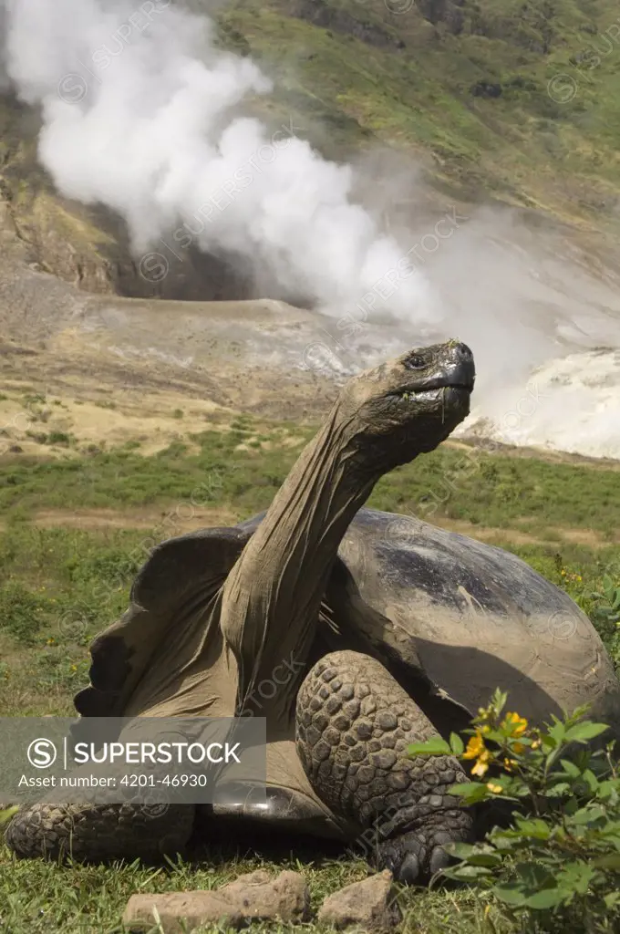 Volcan Alcedo Giant Tortoise (Geochelone nigra vandenburghi) and steam vent, Alcedo Volcano crater floor, Isabella Island, Galapagos Islands, Ecuador