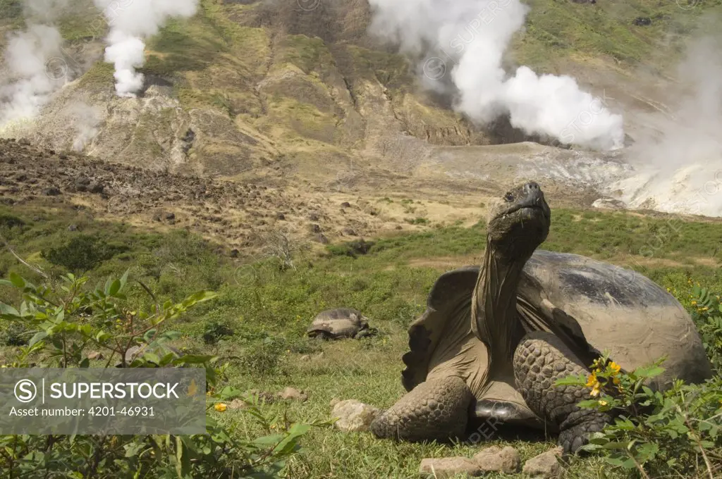 Volcan Alcedo Giant Tortoise (Geochelone nigra vandenburghi) and steam vent, Alcedo Volcano crater floor, Isabella Island, Galapagos Islands, Ecuador