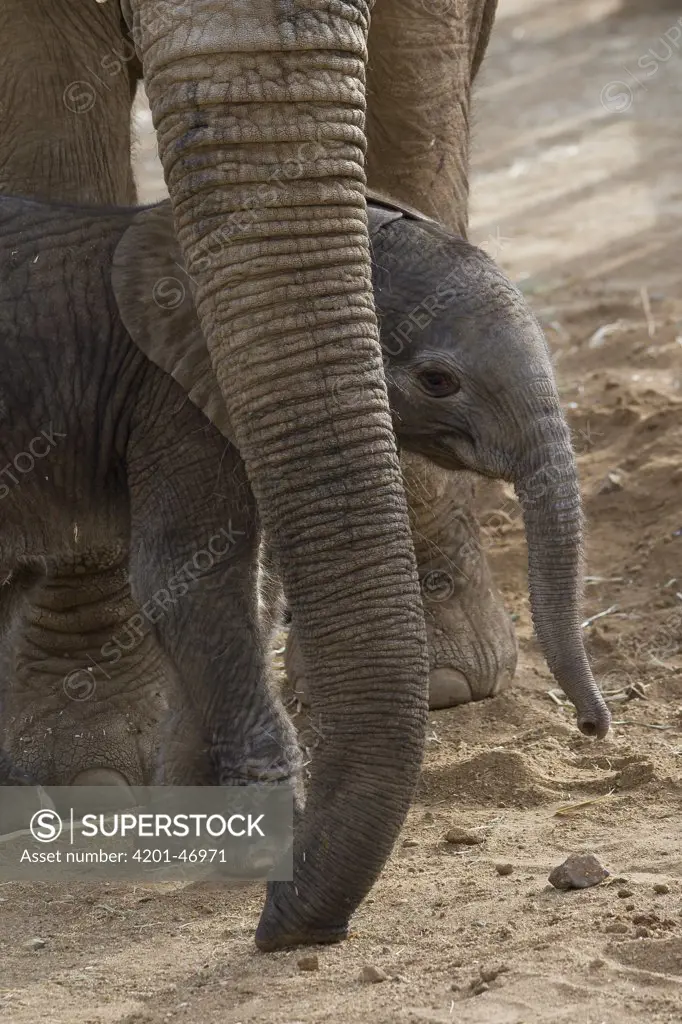 African Elephant (Loxodonta africana) mother and calf, native to Africa