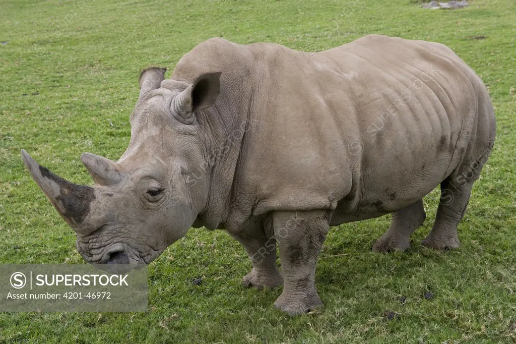 White Rhinoceros (Ceratotherium simum), native to Africa