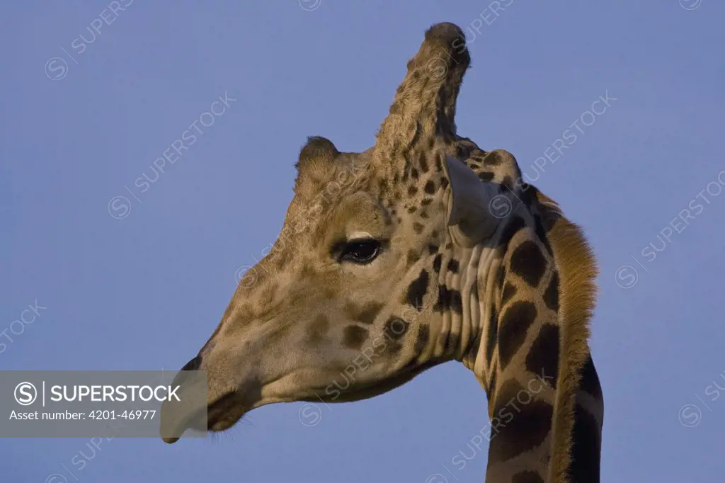 Rothschild Giraffe (Giraffa camelopardalis rothschildi) portrait, native to Africa