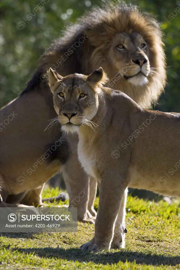African Lion (Panthera leo) male and female, native to Africa