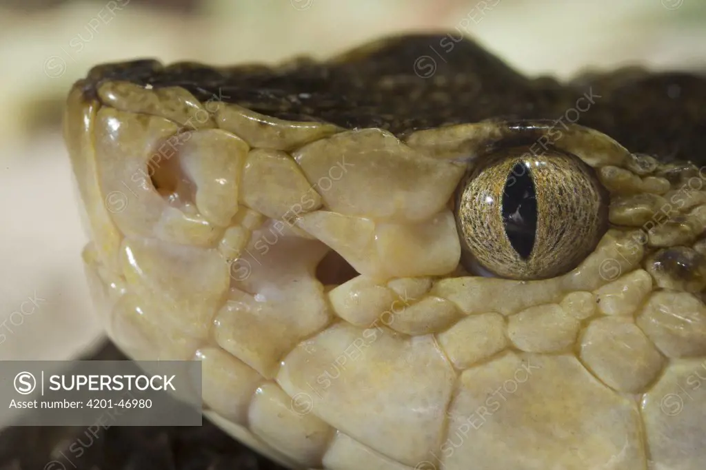 Brazilian Lancehead (Bothrops moojeni) snake showing nostril and pit sensory organ, native to South America
