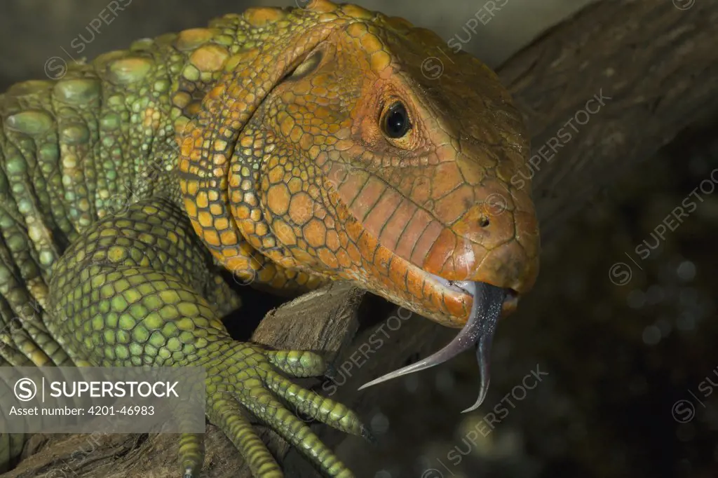 Guyana Caiman Lizard (Dracaena guianensis) flicking forked tongue, native to South America