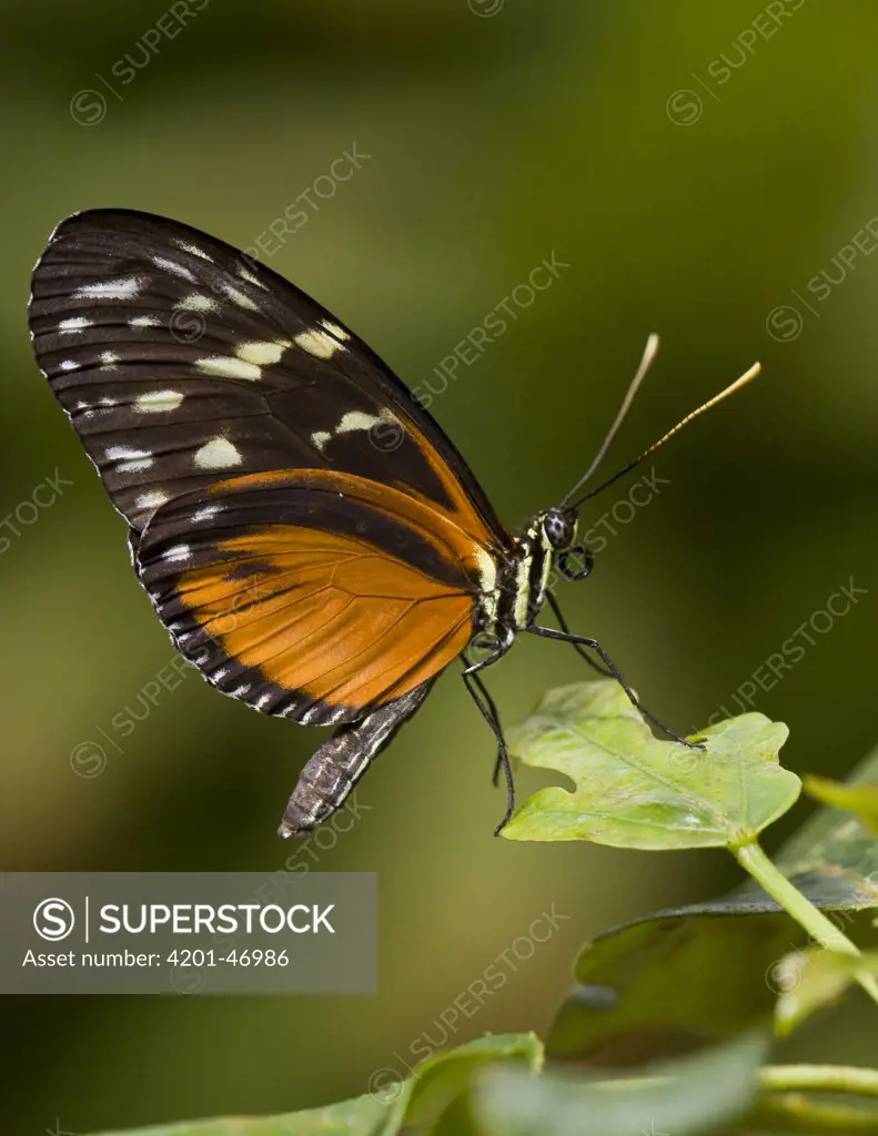 Cream-spotted Clearwing (Tithorea tarricina) butterfly, native to Central and South America
