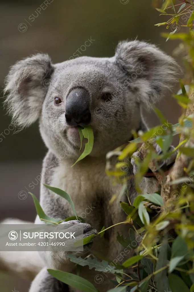 Queensland Koala (Phascolarctos cinereus adustus) eating eucalyptus leaf, native to Queensland