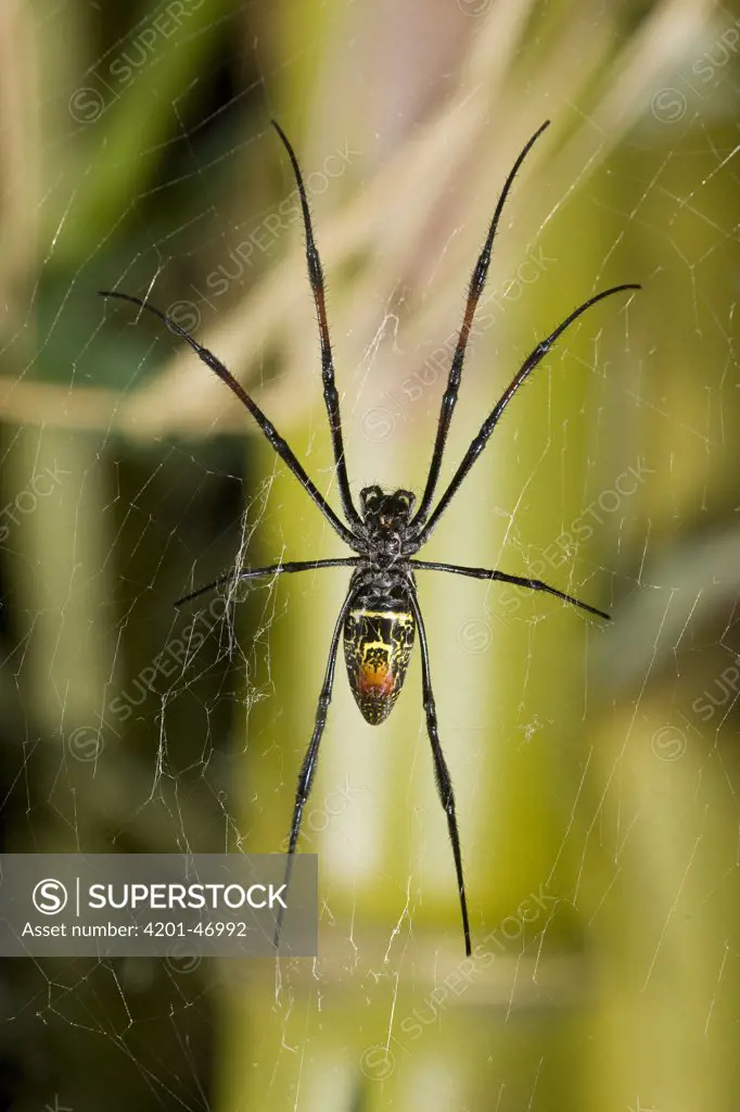Orb-weaver Spider (Paraplectana sp) on web showing underside of abdomen, worldwide distribution