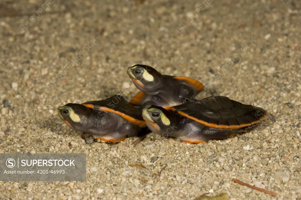 Red-bellied Short-necked Turtle (Emydura subglobosa) babies, native to Australia