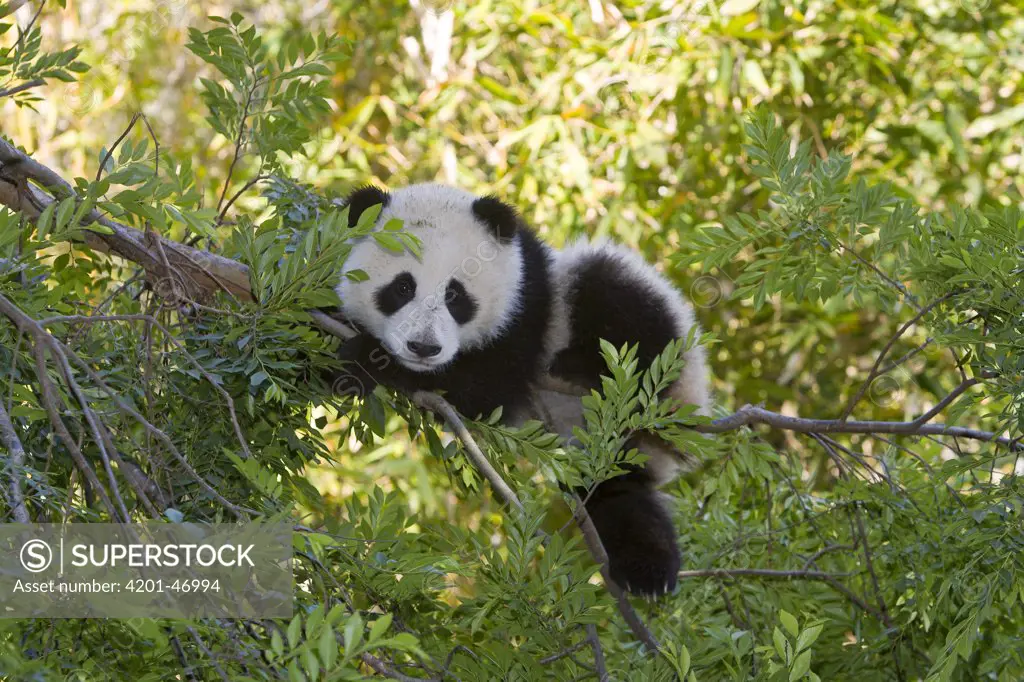 Giant Panda (Ailuropoda melanoleuca) resting in tree, native to China