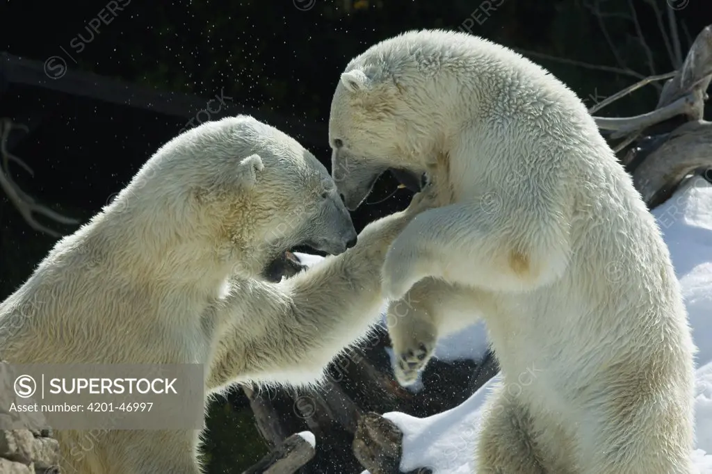 Polar Bear (Ursus maritimus) pair fighting, native to North America