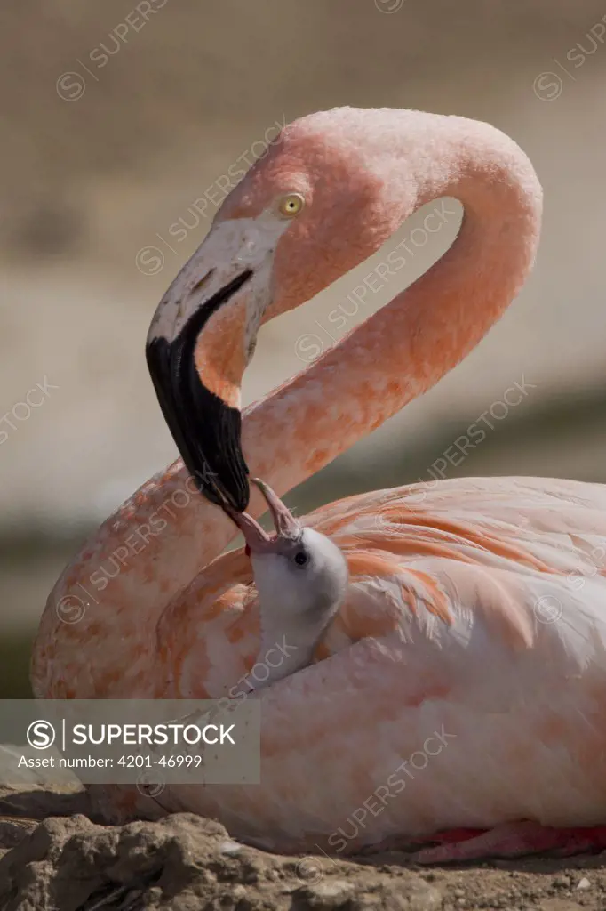 Greater Flamingo (Phoenicopterus ruber) parent feeding chick, native to Africa and Europe