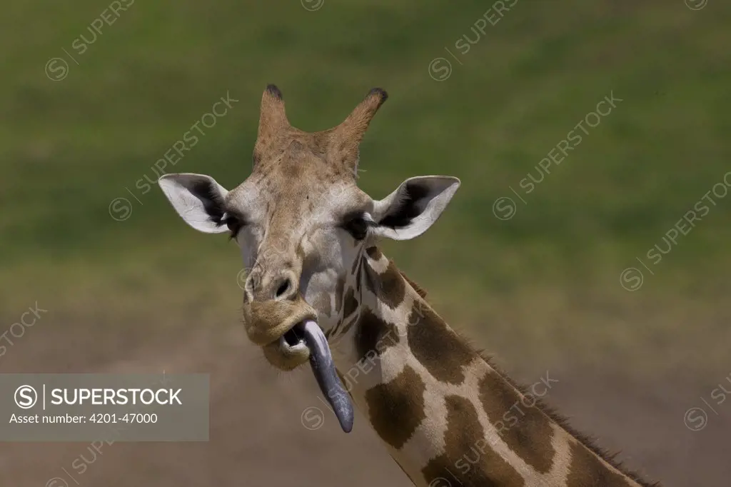 Rothschild Giraffe (Giraffa camelopardalis rothschildi) with long extended tongue, native to Africa