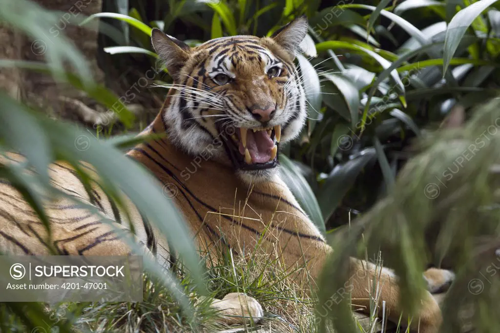 Malayan Tiger (Panthera tigris jacksoni) snarling, native to Malaysia