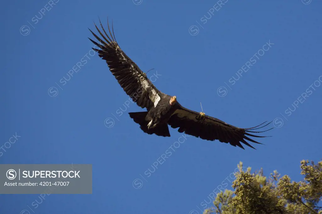 California Condor (Gymnogyps californianus) flying, native to North America