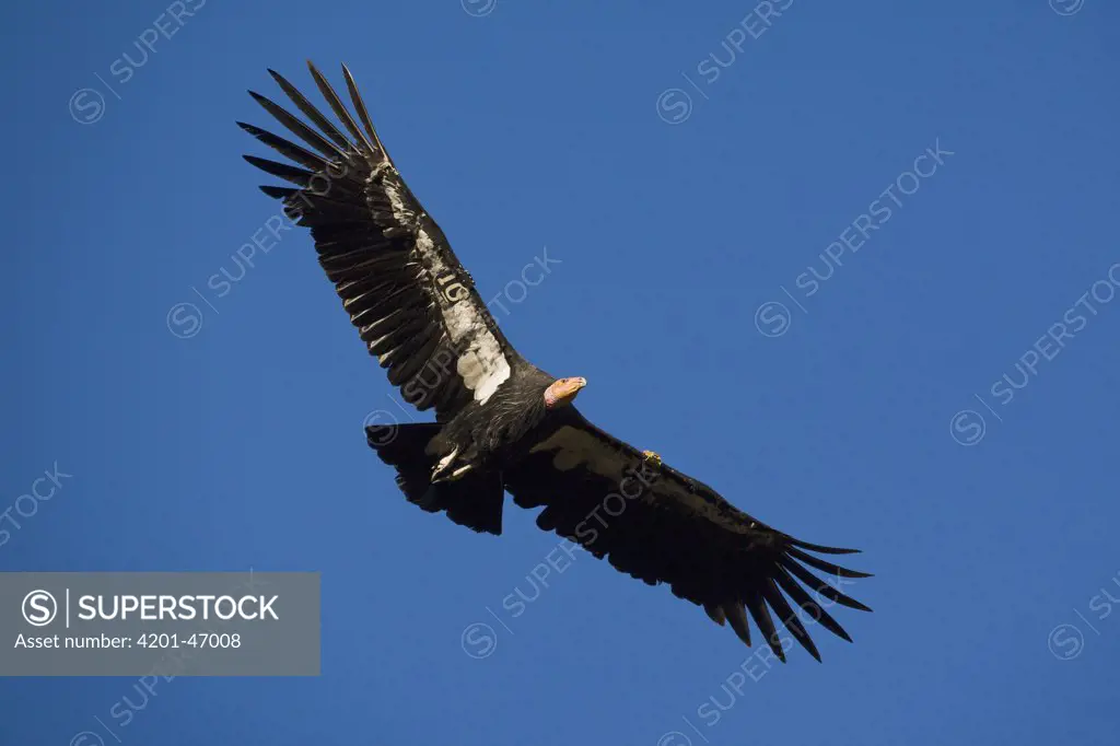 California Condor (Gymnogyps californianus), native to North America