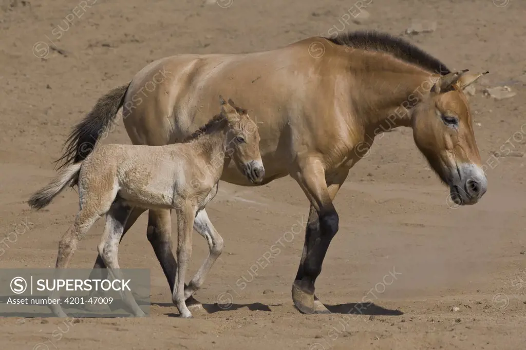 Przewalski's Horse (Equus caballus przewalskii) mother and foal walking, native to Asia