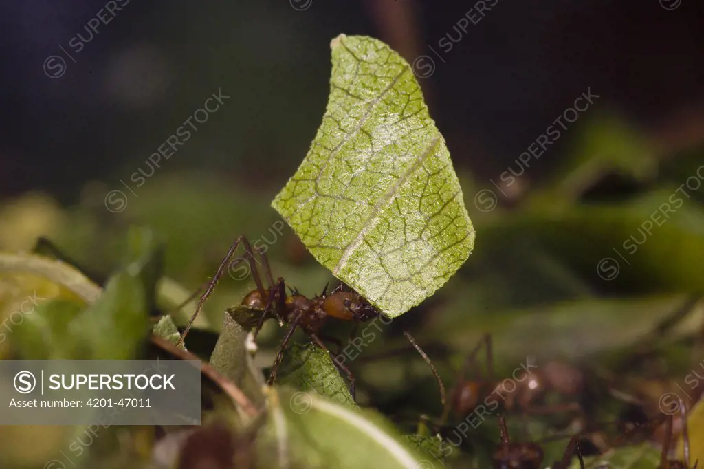 Leafcutter Ant (Atta cephalotes) carrying leaf, native to South America